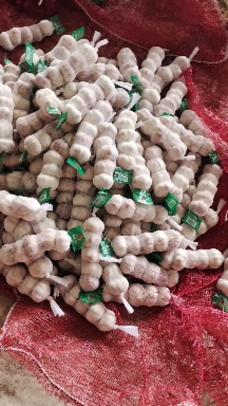 金乡大蒜干蒜现挖鲜蒜代收代存冷库出租电商市场货