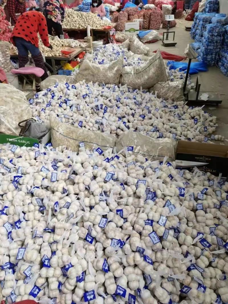 金乡大蒜干蒜现挖鲜蒜代收代存冷库出租电商市场货