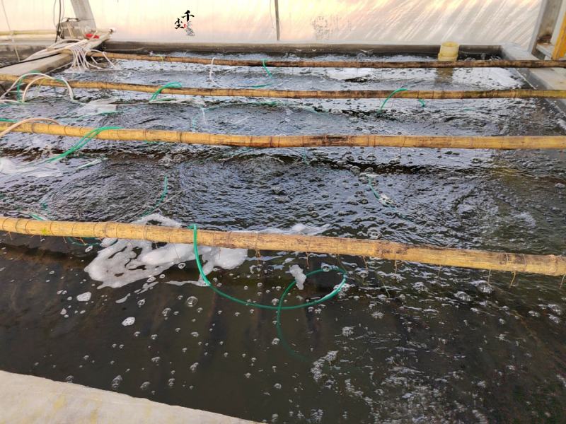 鲈鱼苗加州鲈鱼苗优鲈三号鲈鱼苗鲈鱼水花鲈鱼粽片教养