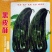 黑皮棱子酥甜瓜种子，400粒