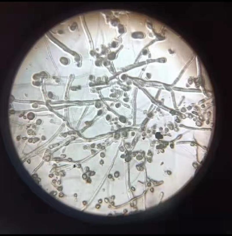 鸭梨花梨花精粉高活性无杂质梨花精粉苹果花粉桃花粉