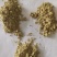 鸭梨花梨花精粉高活性无杂质梨花精粉苹果花粉桃花粉