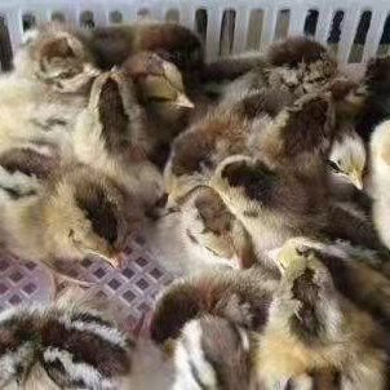 麻鸡苗、青脚土鸡苗、瑶鸡、清远麻鸡厂家直销包疫包成活