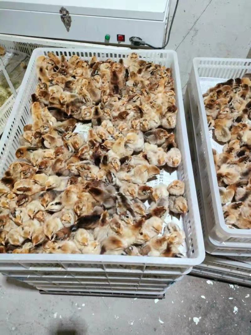 麻鸡苗、青脚土鸡苗、瑶鸡、清远麻鸡厂家直销包疫包成活