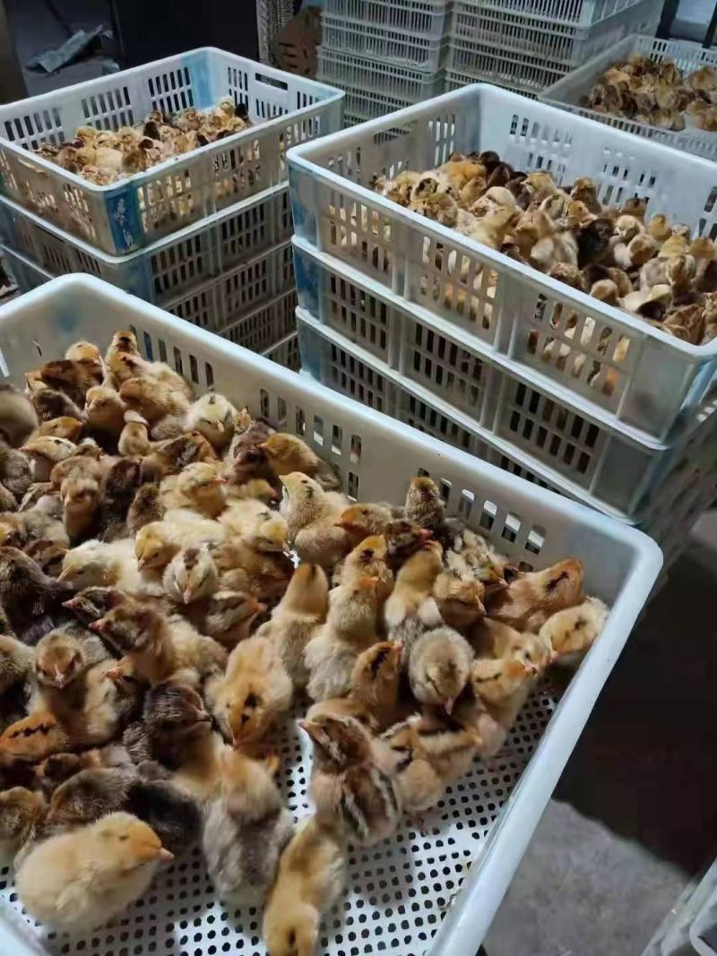 麻鸡苗、青脚土鸡苗、瑶鸡、清远麻鸡厂家直销包疫包成活