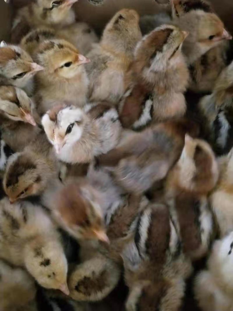 麻鸡苗、青脚土鸡苗、瑶鸡、清远麻鸡厂家直销包疫包成活