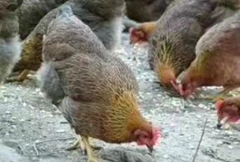 麻鸡苗、青脚土鸡苗、瑶鸡、清远麻鸡厂家直销包疫包成活