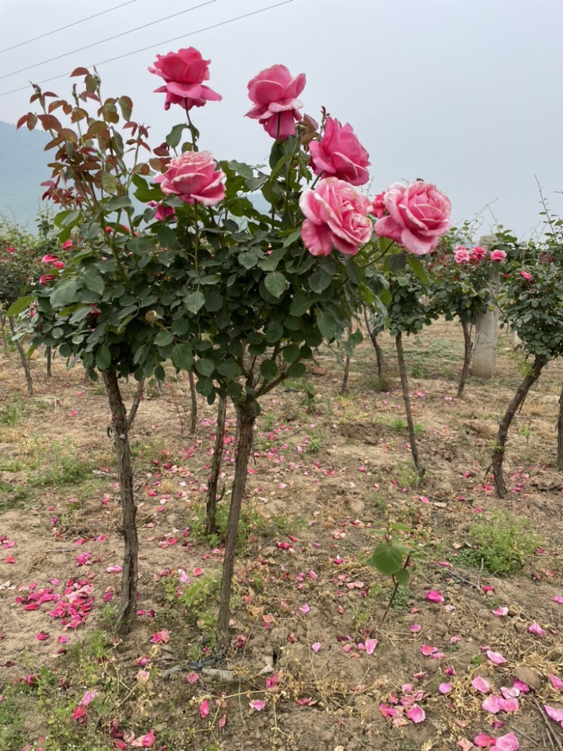 河南月季树状月季大量有货花期长花色漂亮可视频看货