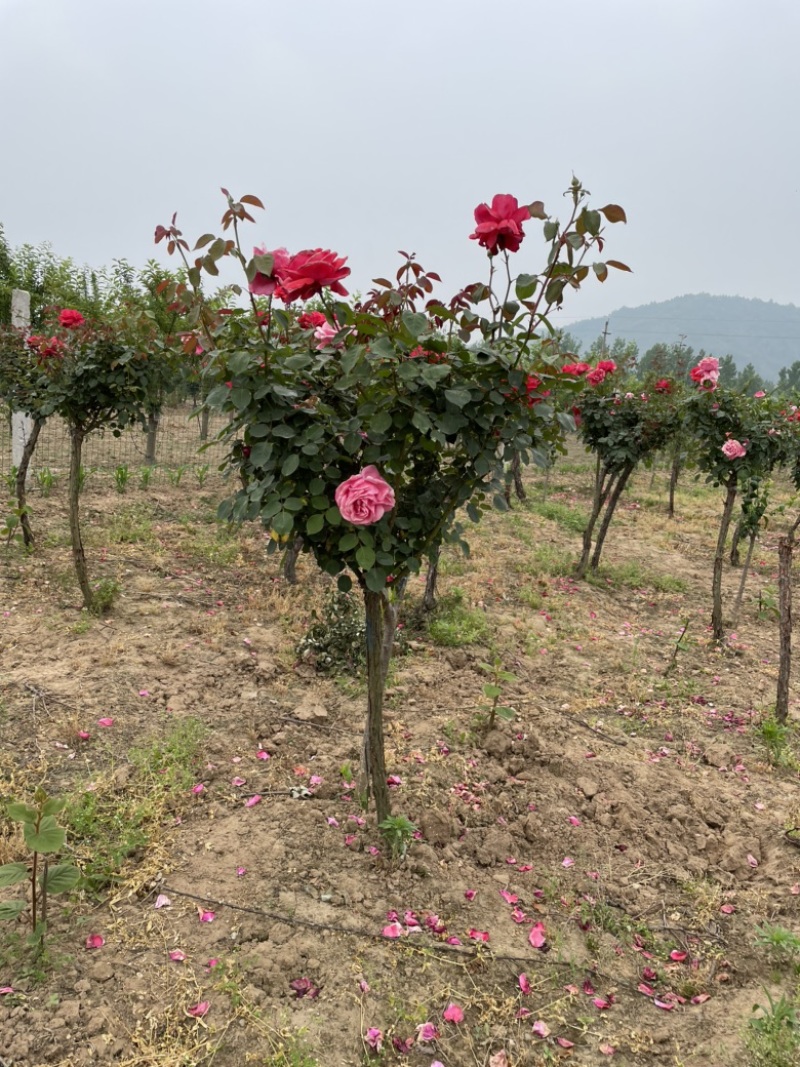 河南月季树状月季大量有货花期长花色漂亮可视频看货