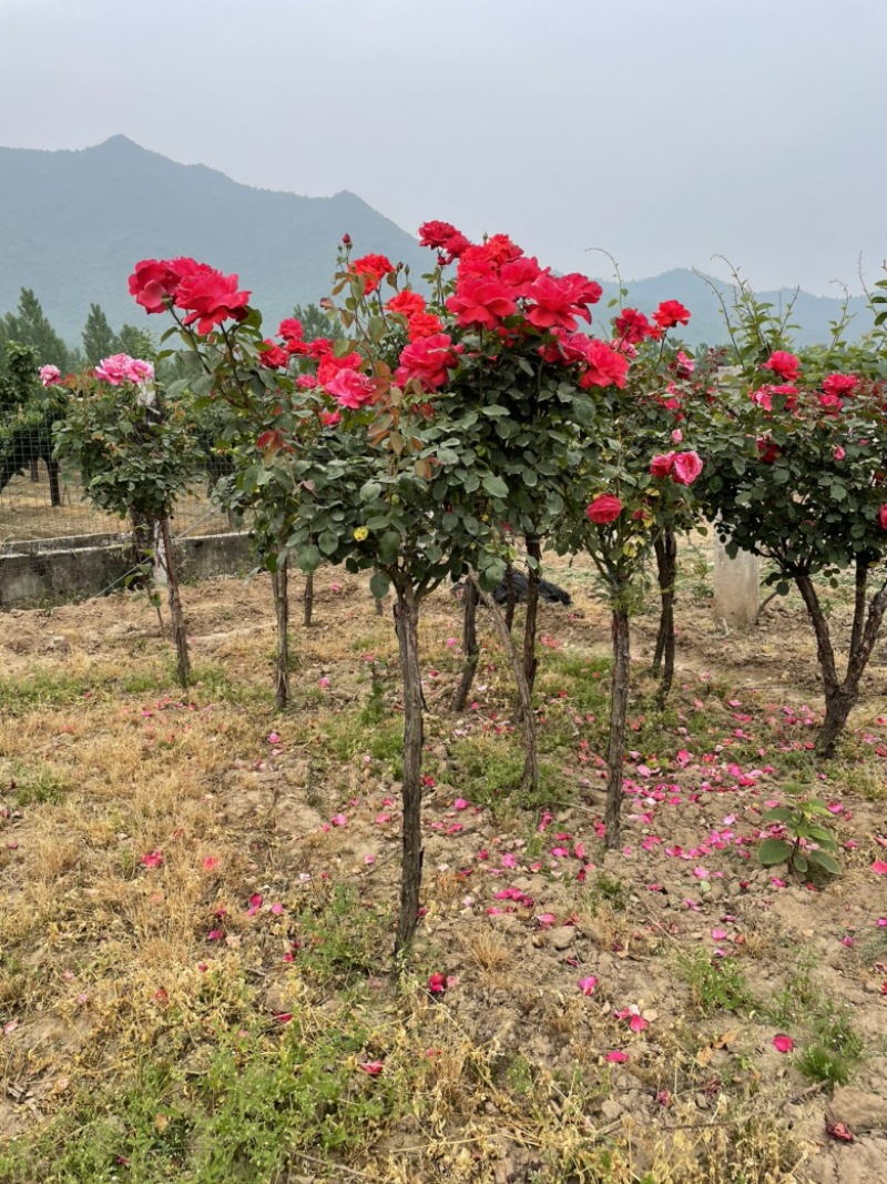 河南月季树状月季大量有货花期长花色漂亮可视频看货