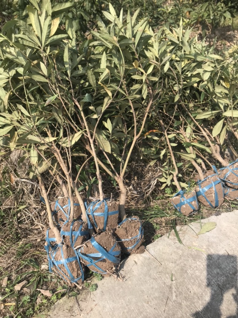 出售枇杷果苗白沙枇杷果苗，当年新苗、二年苗、三年苗，成型树