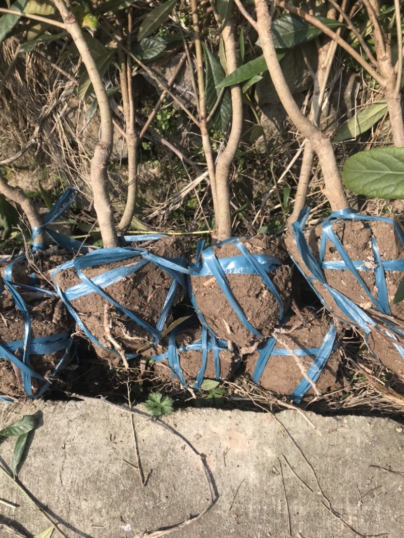 出售枇杷果苗白沙枇杷果苗，当年新苗、二年苗、三年苗，成型树