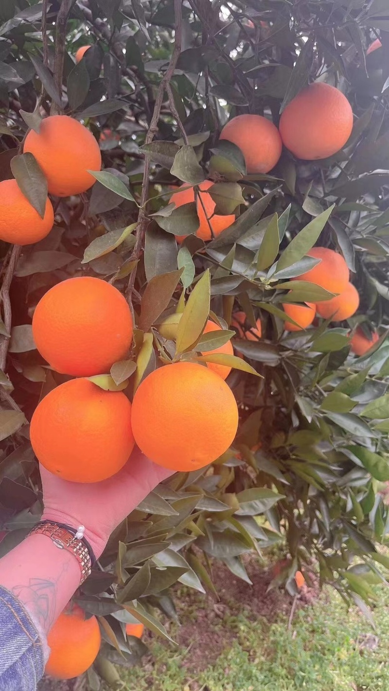 脐橙：纽荷儿：奉节脐橙：长虹：二级果：次果