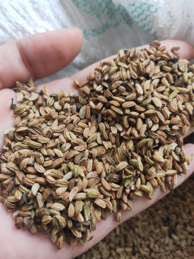 正宗岗梅种子，俗称天星木，新鲜，饱满，提供技术