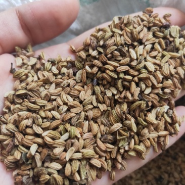 正宗岗梅种子，俗称天星木，新鲜，饱满，提供技术