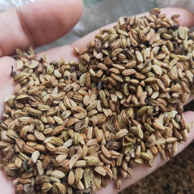 正宗岗梅种子，俗称天星木，新鲜，饱满，提供技术