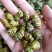 石斛水草石斛浙江无硫各种规格大量供应一件代发