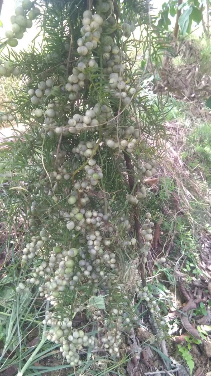 良种大天冬种子，粒粒新鲜饱满，免费提供育种及种植技术！