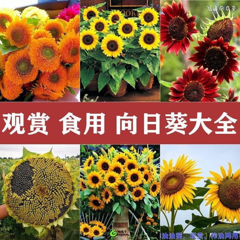 向日葵种子观赏可食用种植四季易种易活大面积种植观赏