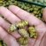 石斛水草石斛浙江无硫各种规格大量供应一件代发