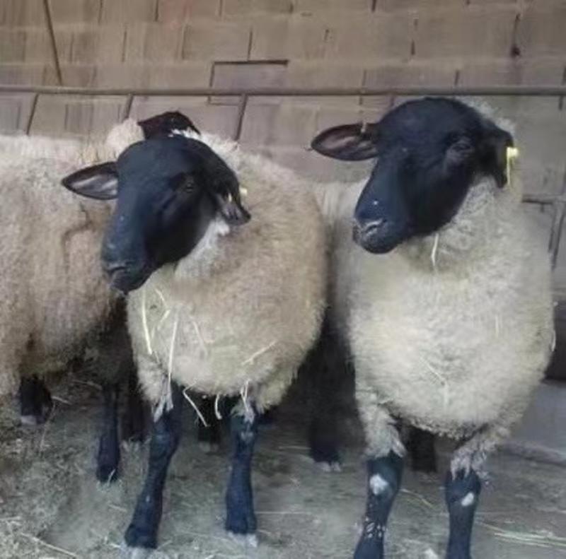 出售萨福克，头胎怀孕母羊，二胎怀孕母羊，种公羊，