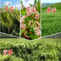 高产型大麦种子小麦黑小麦青稞燕麦牧草种子农作物大田抗到伏