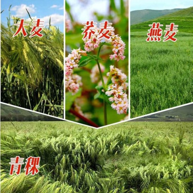 高产型大麦种子小麦黑小麦青稞燕麦牧草种子农作物大田抗到伏