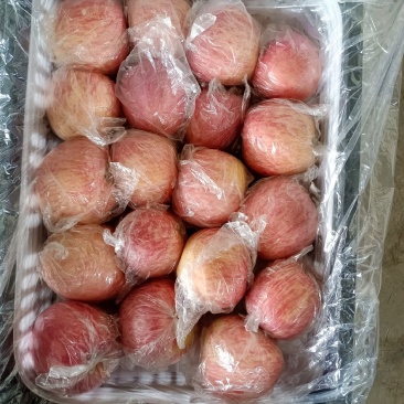 陕西冰糖心红富士苹果批发，纸加膜红富士苹果产地价格