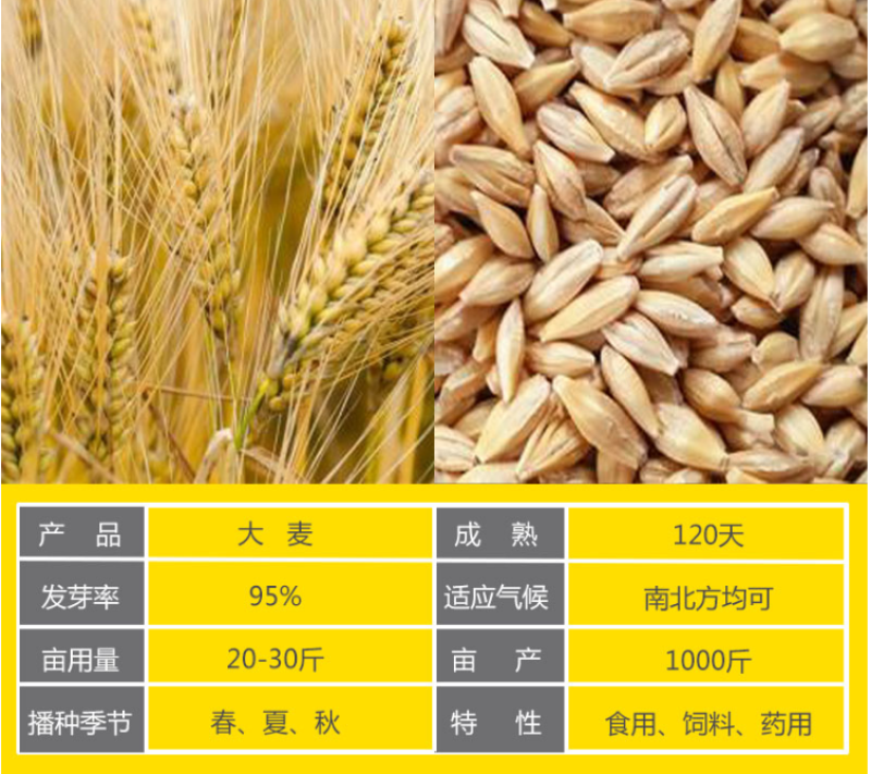 高产型大麦种子小麦黑小麦青稞燕麦牧草种子农作物大田抗到伏