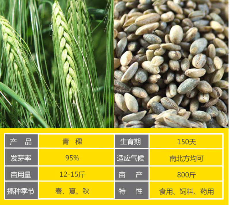 高产型大麦种子小麦黑小麦青稞燕麦牧草种子农作物大田抗到伏