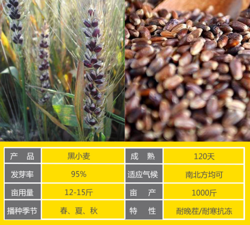 高产型大麦种子小麦黑小麦青稞燕麦牧草种子农作物大田抗到伏