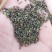 【柴胡籽】柴胡种子河北包技术多年生柴胡籽北柴胡籽视频拿货电联