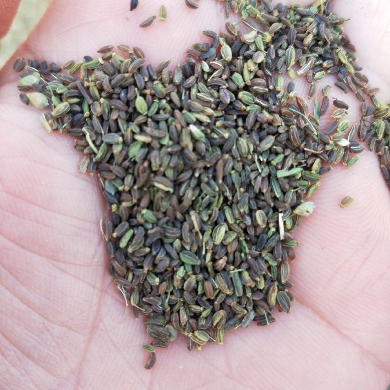【柴胡籽】柴胡种子河北包技术多年生柴胡籽北柴胡籽视频拿货电联