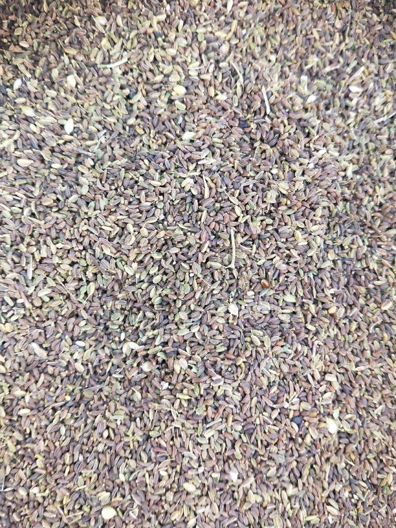 【柴胡籽】柴胡种子河北包技术多年生柴胡籽北柴胡籽视频拿货电联
