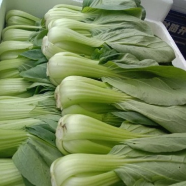 油菜