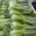 油菜