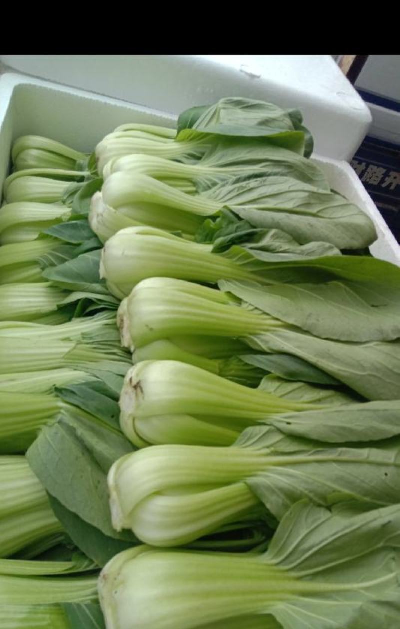 油菜