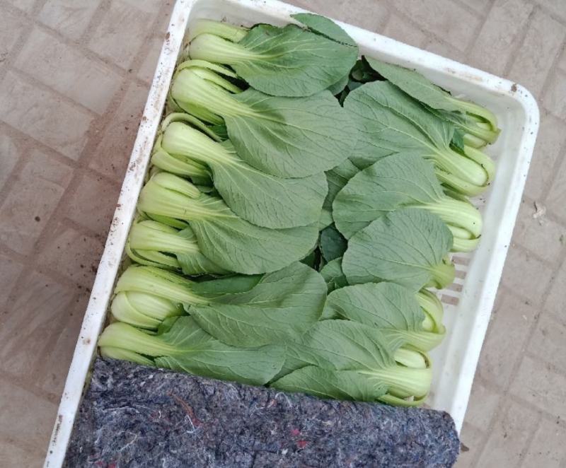 油菜