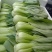油菜