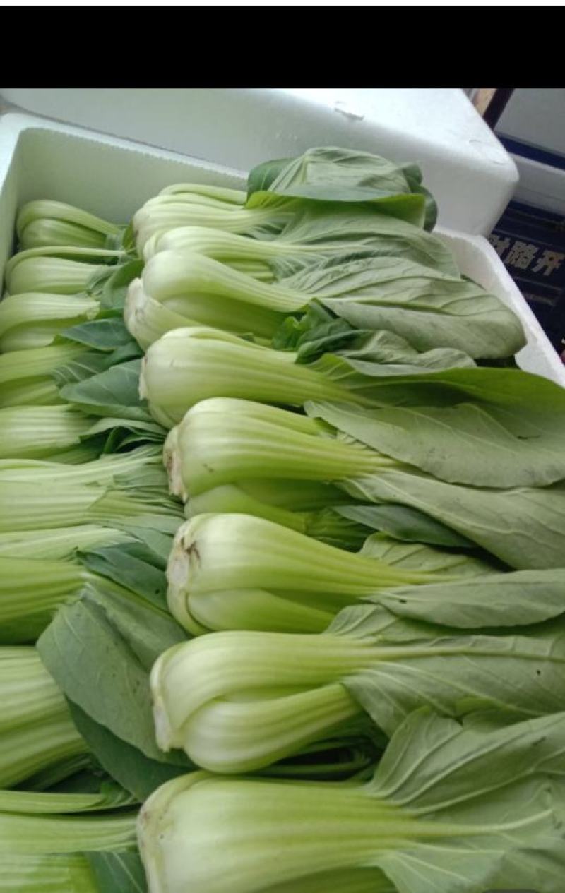 油菜