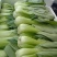 油菜