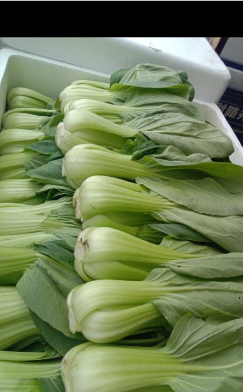 油菜