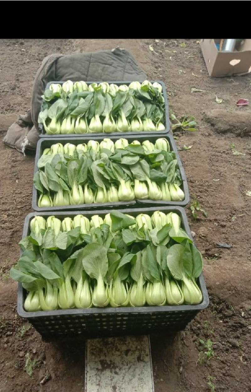 油菜