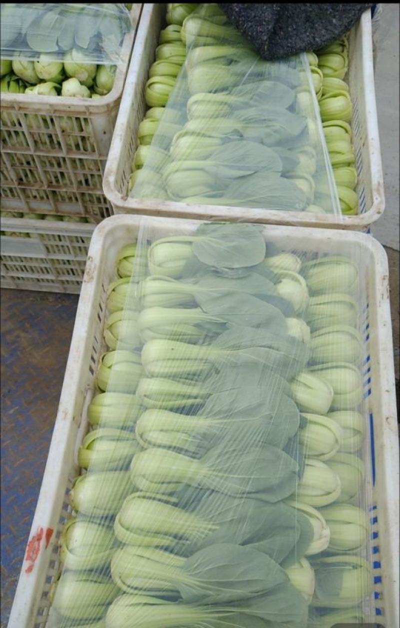油菜
