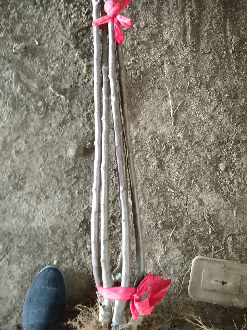 苹果树，苹果苗，红富士，寒富，黄金，国光，金红。