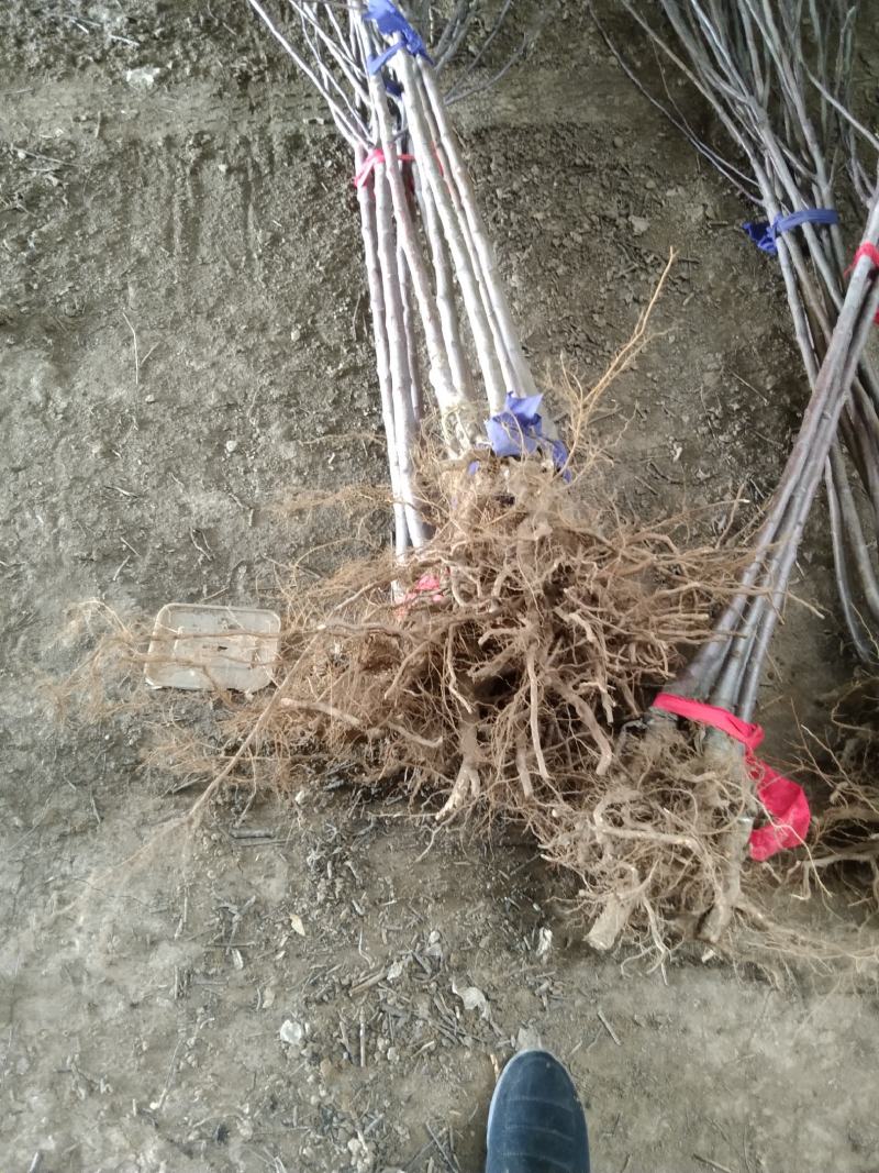 苹果树，苹果苗，红富士，寒富，黄金，国光，金红。