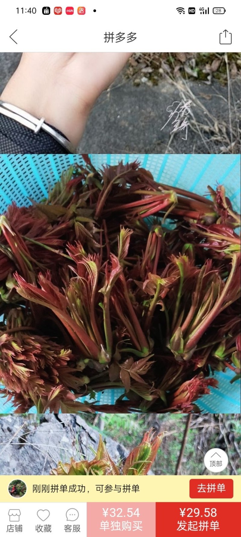 贵州安顺露天香椿红香椿头茬香椿头春菜春天