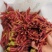 贵州安顺露天香椿红香椿头茬香椿头春菜春天