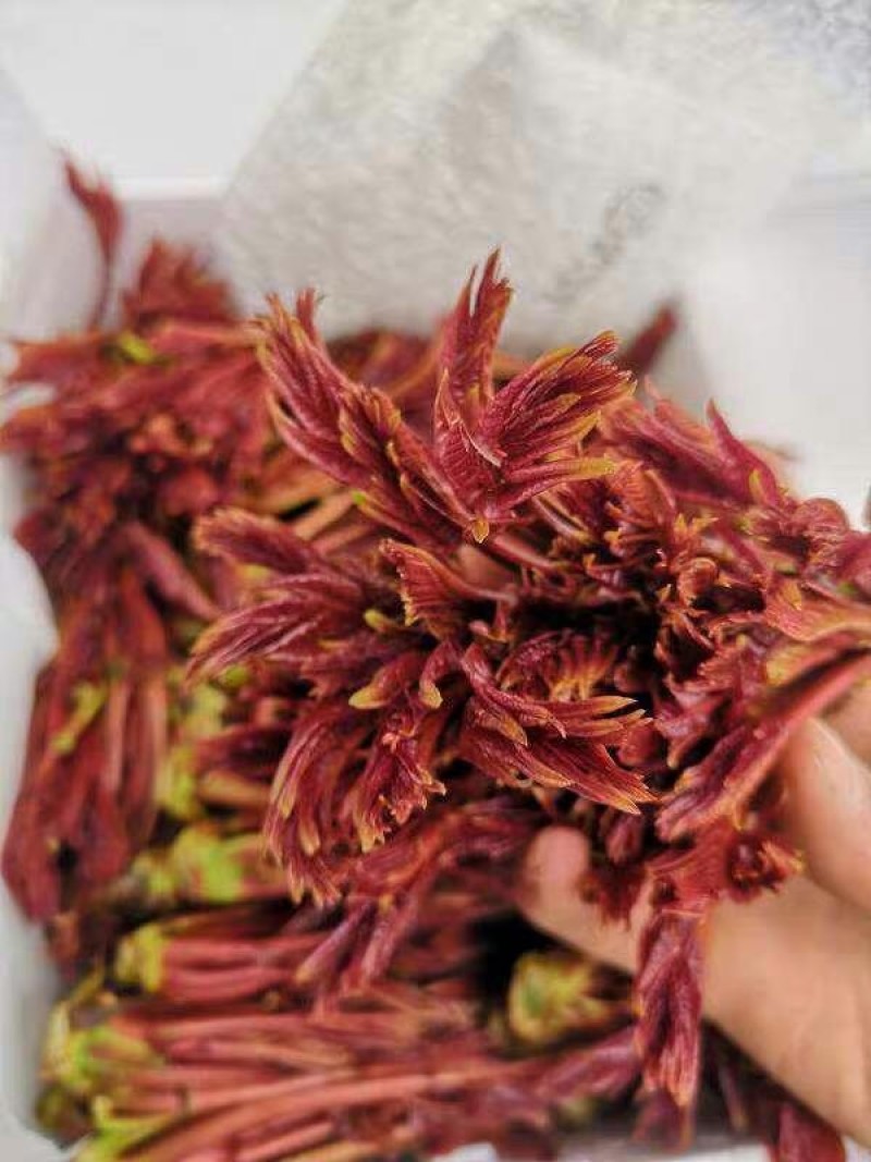 贵州安顺露天香椿红香椿头茬香椿头春菜春天