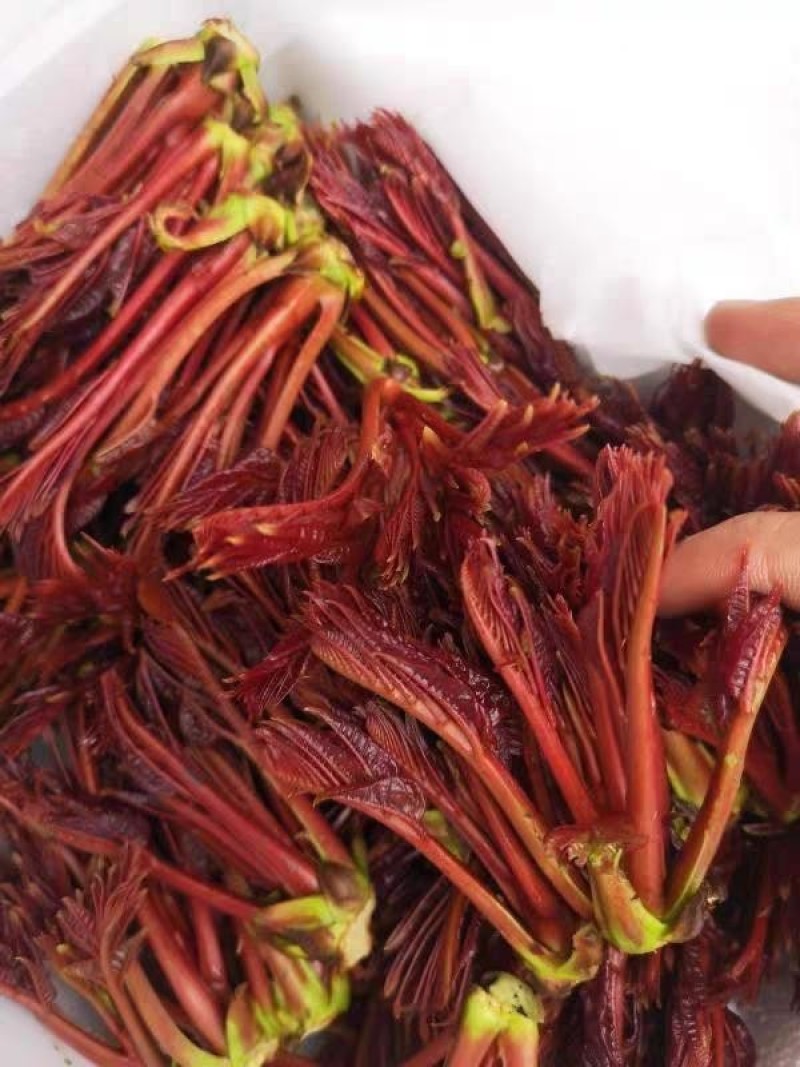 贵州安顺露天香椿红香椿头茬香椿头春菜春天